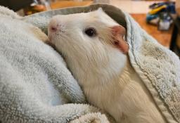 Enlarge Merrick, an adopted Guinea Pig in Utica, NY image 4/6