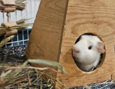 Enlarge Merrick, an adopted Guinea Pig in Utica, NY image 5/6