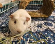 Enlarge Merrick, an adopted Guinea Pig in Utica, NY image 6/6