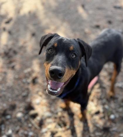 Dusk aka Dusty, Adoptable, Puppy Male Rottweiler & Mixed Breed.