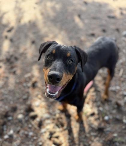 Dusk aka Dusty, a Adoptable mixed breed in Burlington, WA image 2/3