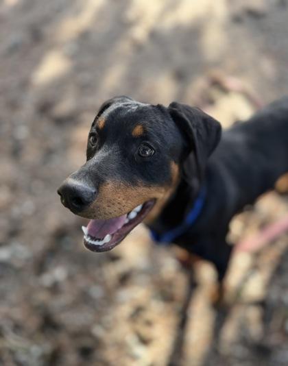 Dusk aka Dusty, a Adoptable mixed breed in Burlington, WA image 3/3