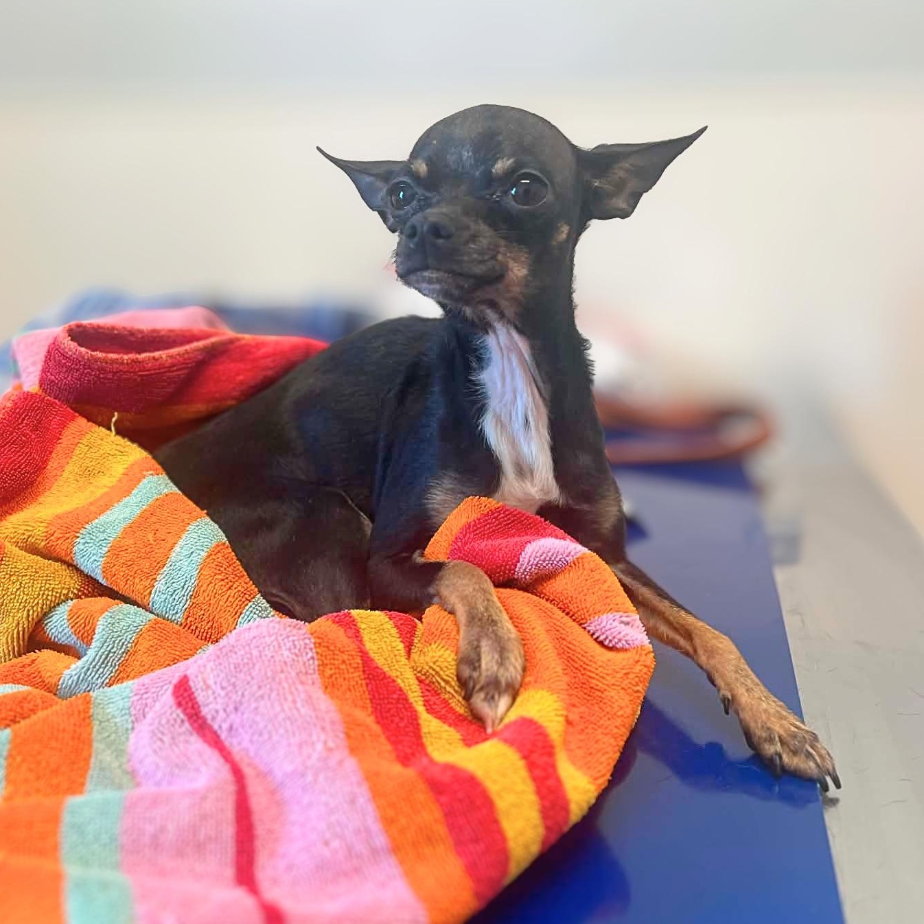 Enlarge Lady Long Legs (Paralyzed Back Legs), a ADOPTABLE Chihuahua in Austin, TX image 5/6