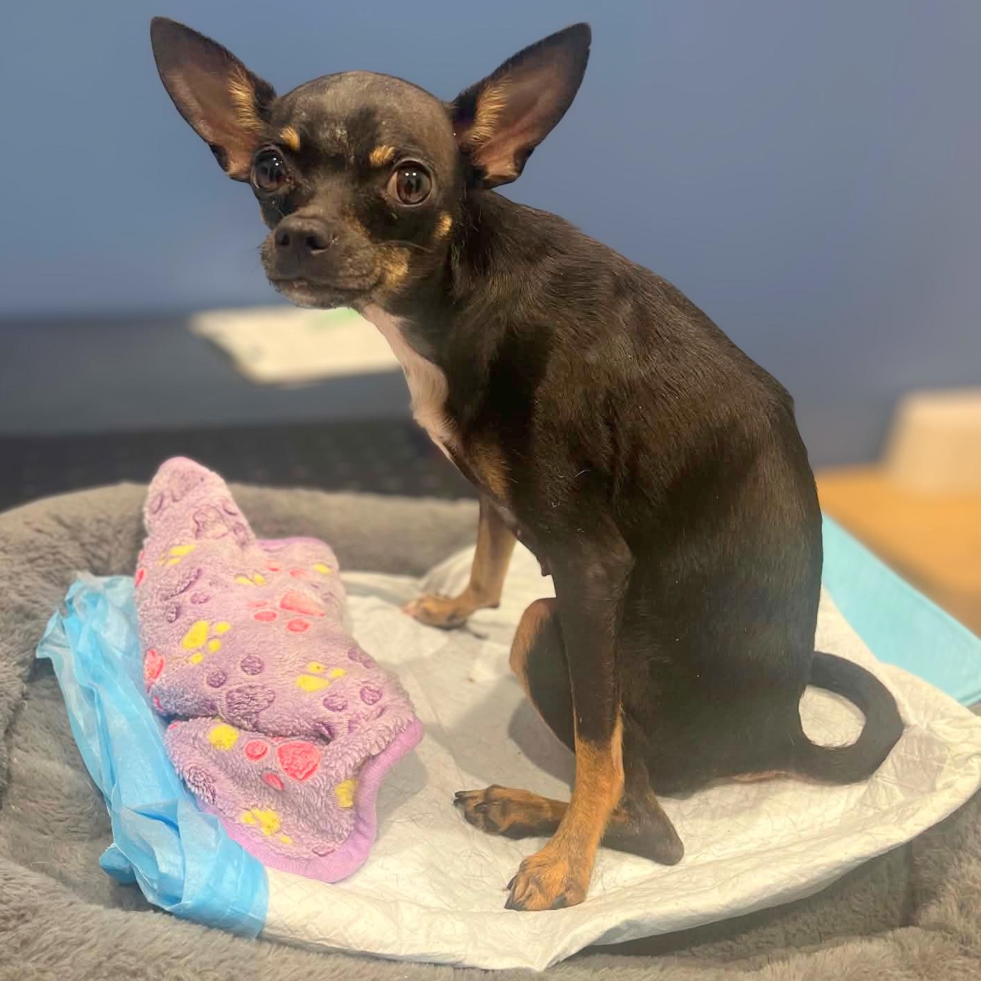 Enlarge Lady Long Legs (Paralyzed Back Legs), a ADOPTABLE Chihuahua in Austin, TX image 4/6
