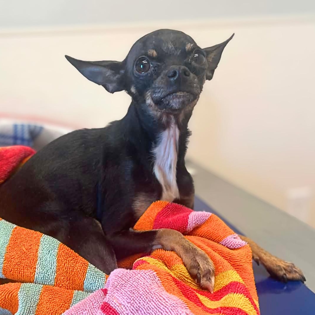 Lady Long Legs (Paralyzed Back Legs), ADOPTABLE, Adult Female Chihuahua.