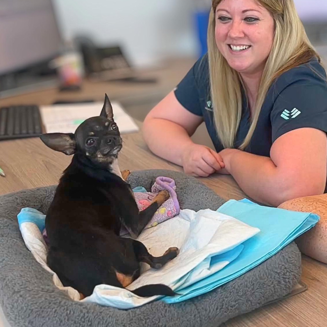 Enlarge Lady Long Legs (Paralyzed Back Legs), a ADOPTABLE Chihuahua in Austin, TX image 6/6