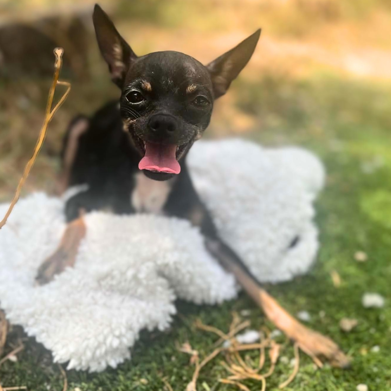 Enlarge Lady Long Legs (Paralyzed Back Legs), a ADOPTABLE Chihuahua in Austin, TX image 2/6
