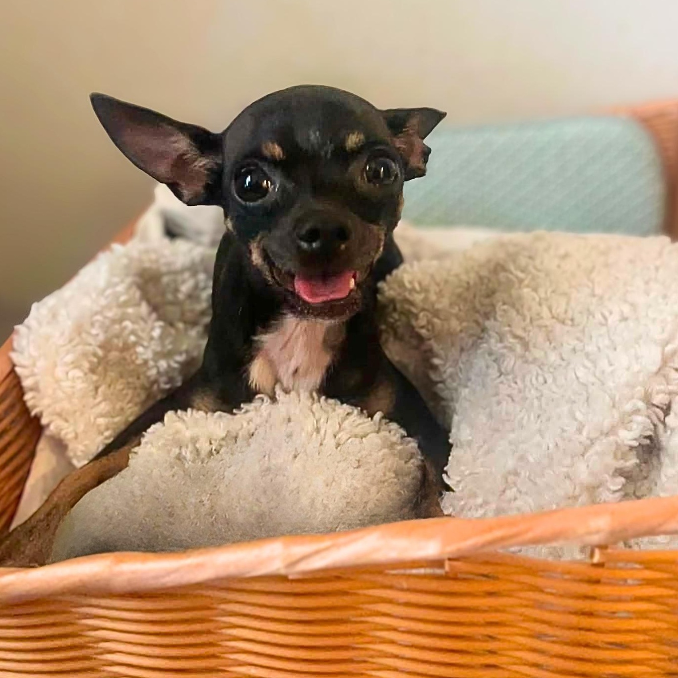 Enlarge Lady Long Legs (Paralyzed Back Legs), a ADOPTABLE Chihuahua in Austin, TX image 3/6