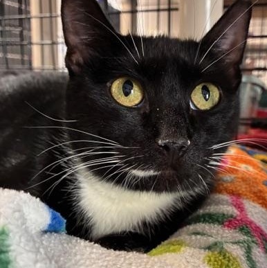 Contessa, Adoptable, Young Female Domestic Short Hair.