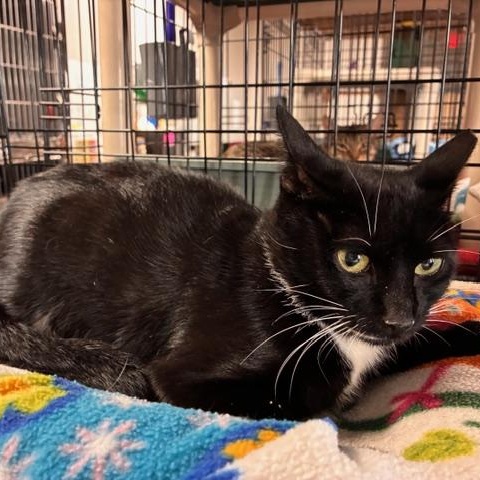 Enlarge Contessa, a Adoptable Domestic Short Hair in Stanhope, NJ image 2/2