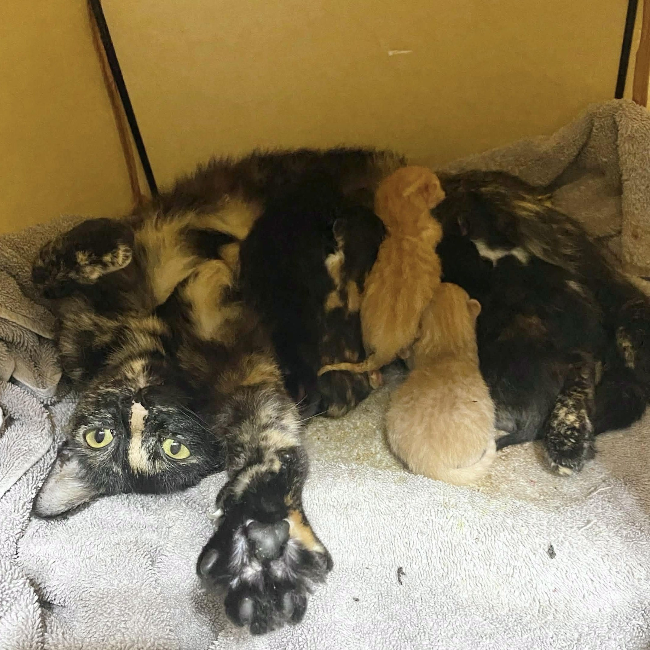 Enlarge Mama Ru, a Adoptable Tortoiseshell in Collierville, TN image 5/6