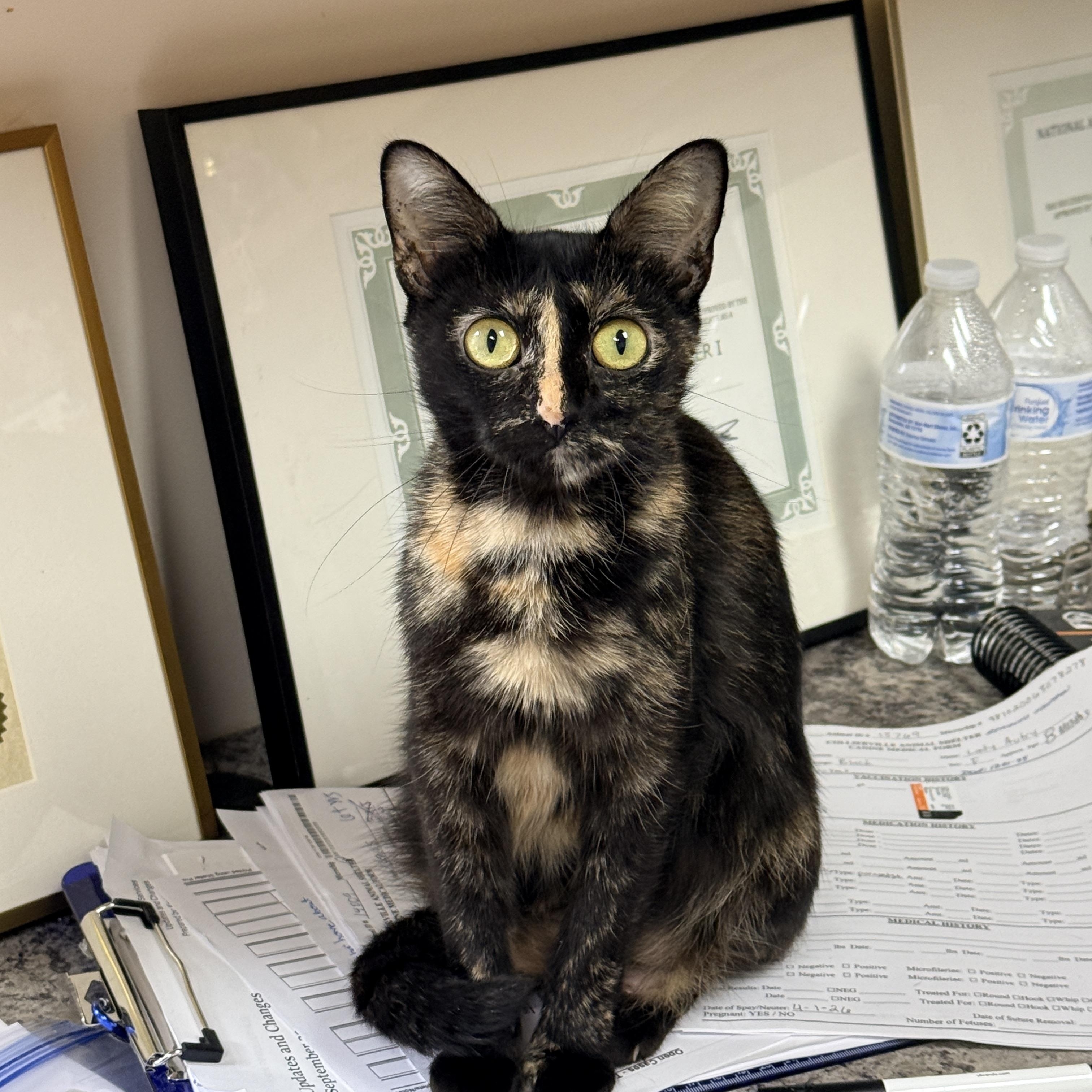 Enlarge Mama Ru, a Adoptable Tortoiseshell in Collierville, TN image 4/6