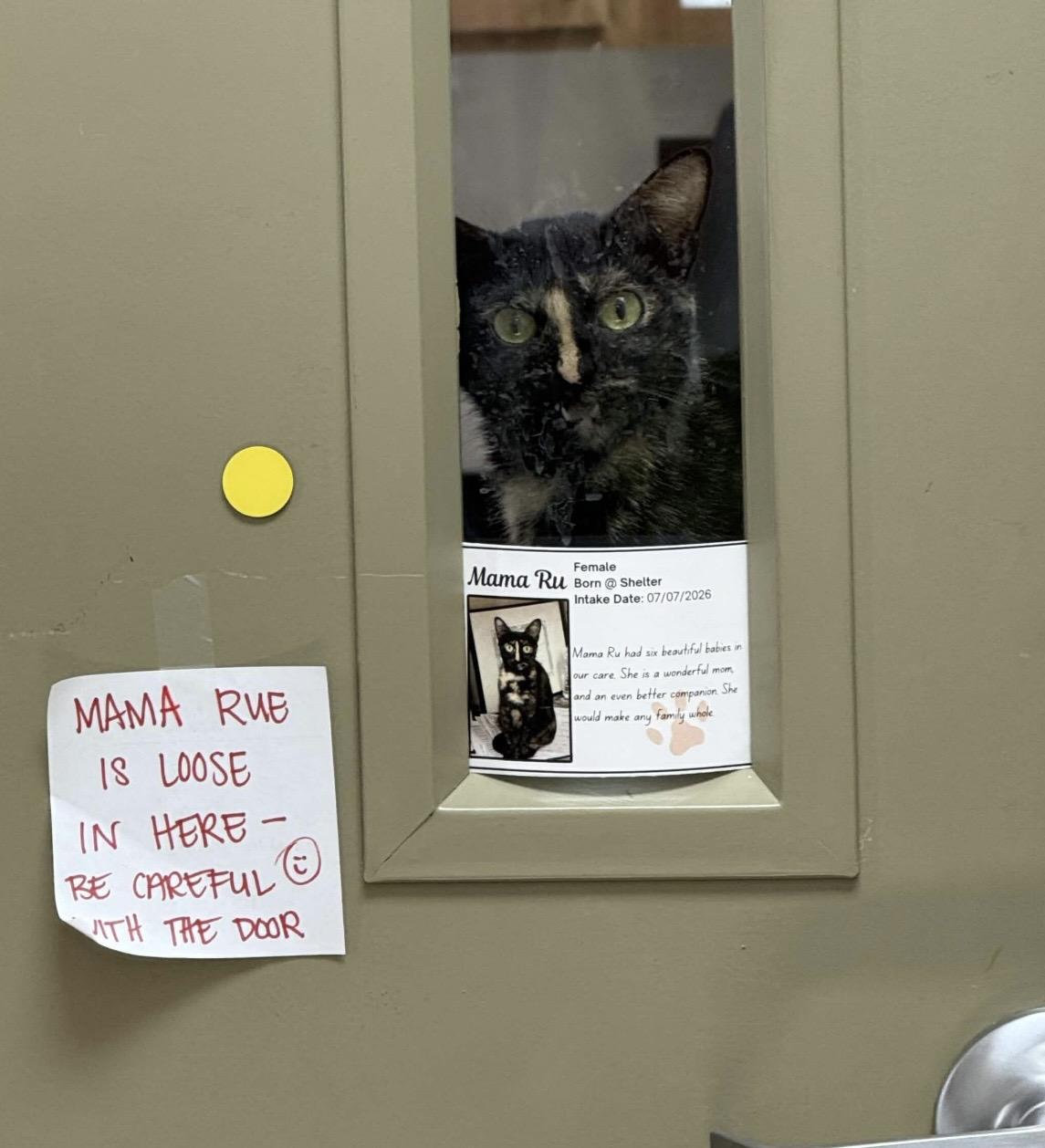 Enlarge Mama Ru, a Adoptable Tortoiseshell in Collierville, TN image 6/6