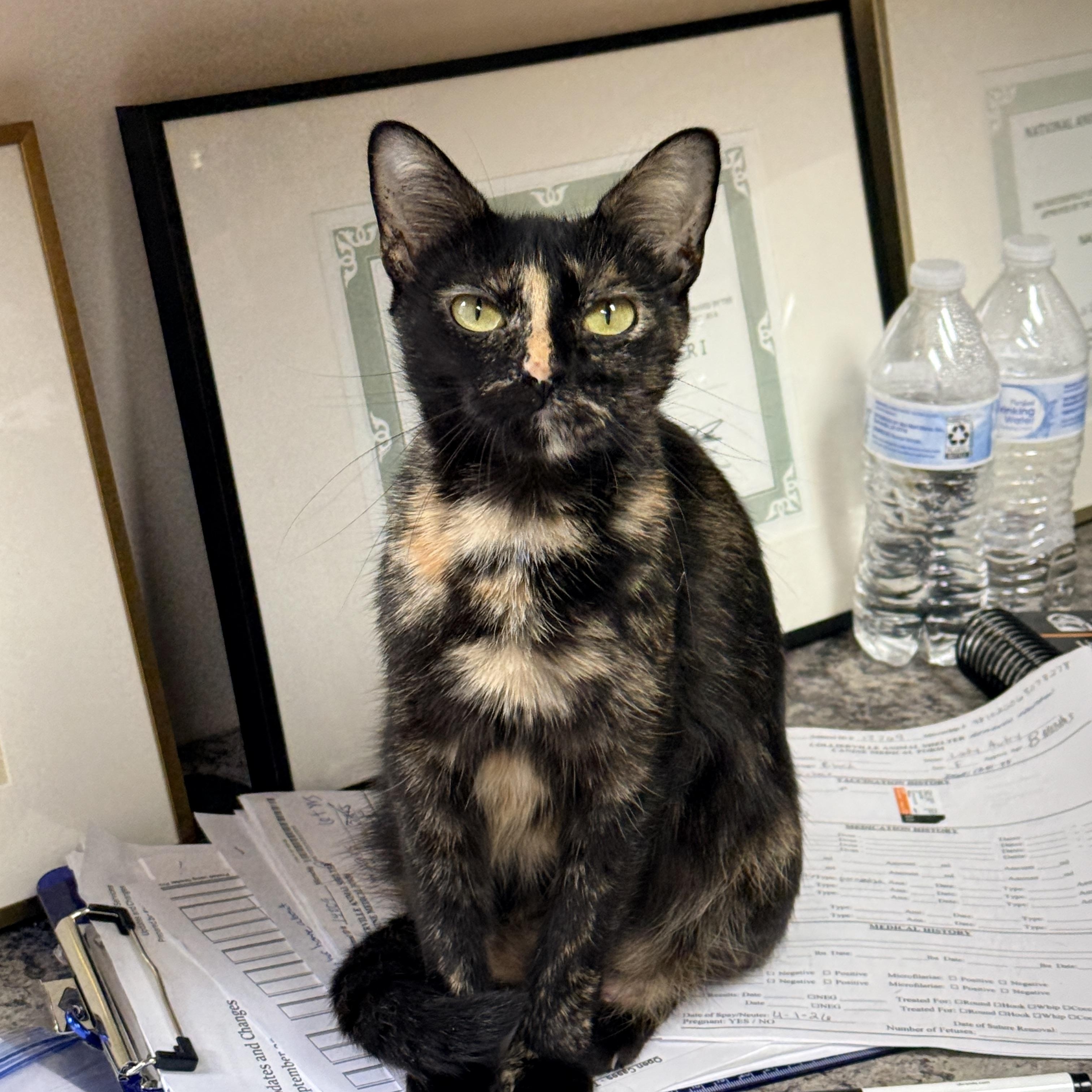 Mama Ru, Adoptable, Young Female Tortoiseshell.