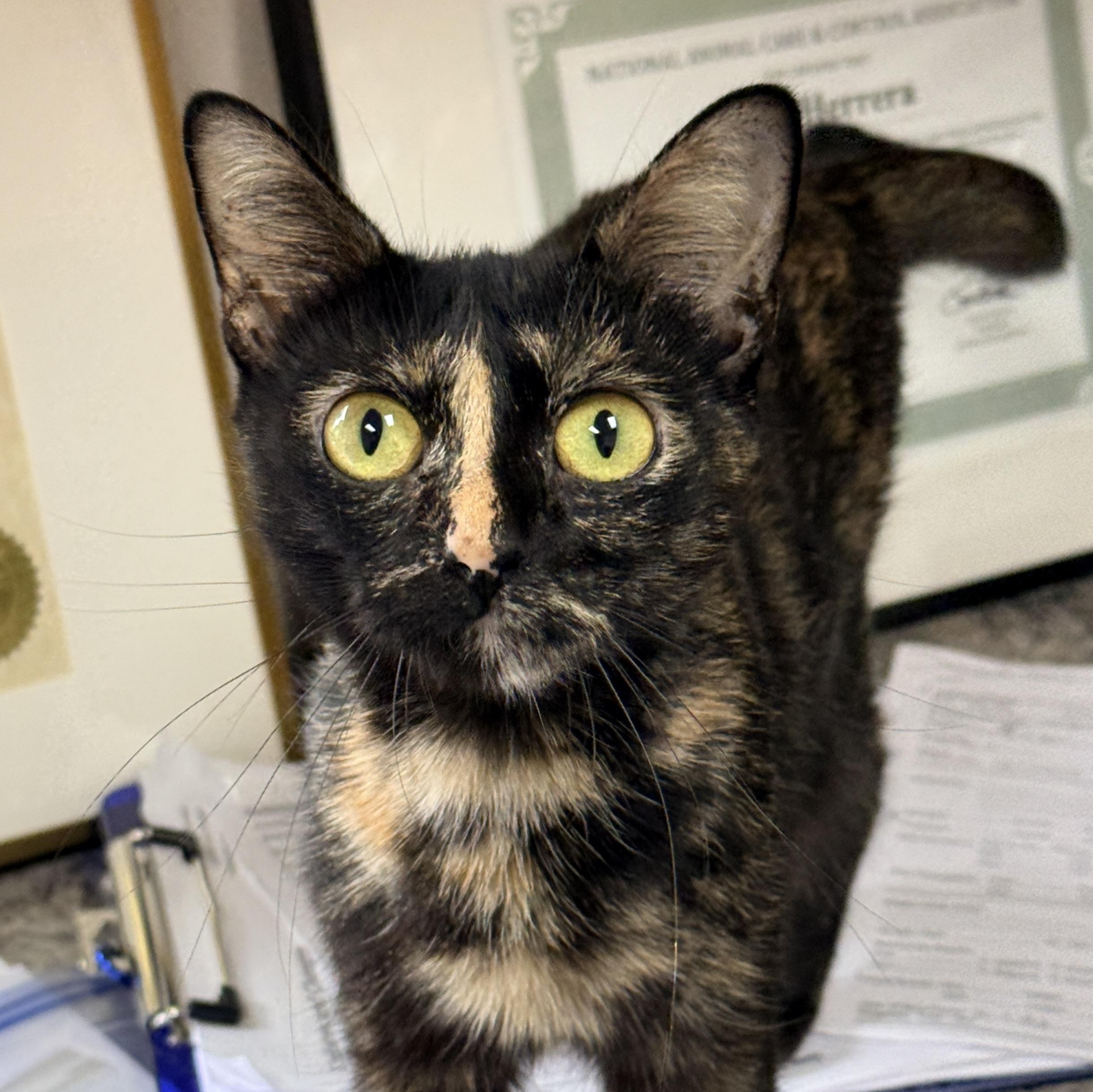 Enlarge Mama Ru, a Adoptable Tortoiseshell in Collierville, TN image 2/6