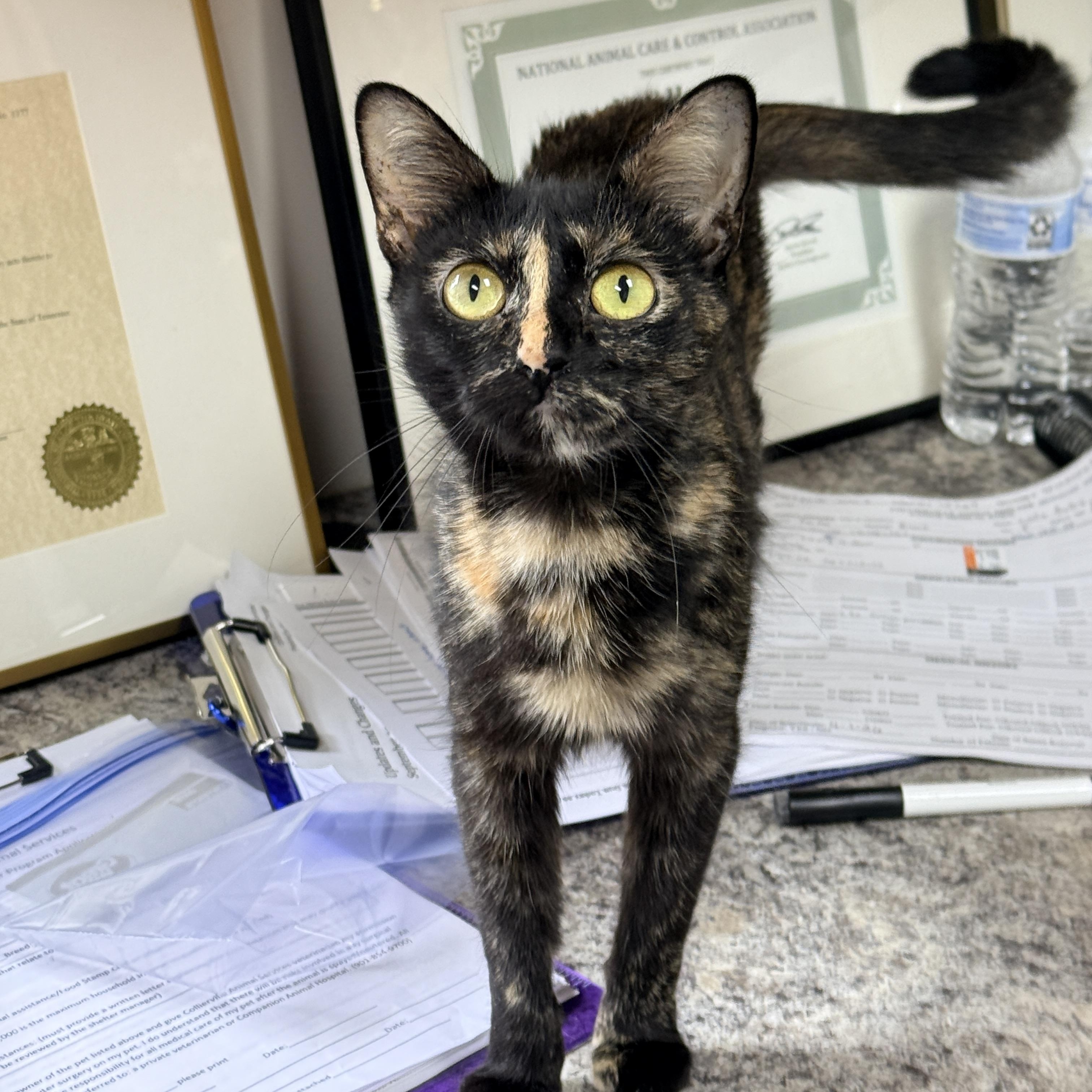 Enlarge Mama Ru, a Adoptable Tortoiseshell in Collierville, TN image 3/6
