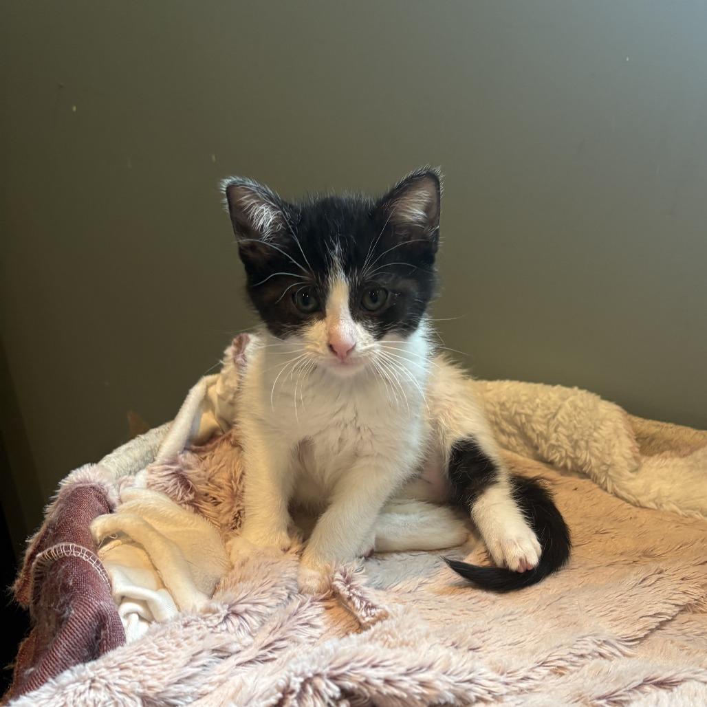 Gamora, Adoptable, Kitten Female Domestic Short Hair.