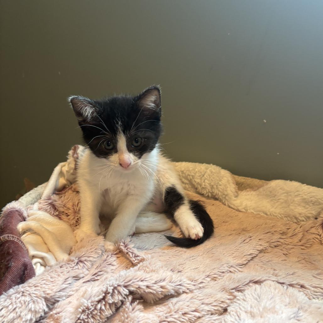 Enlarge Gamora, a Adoptable Domestic Short Hair in Chaska, MN image 2/4
