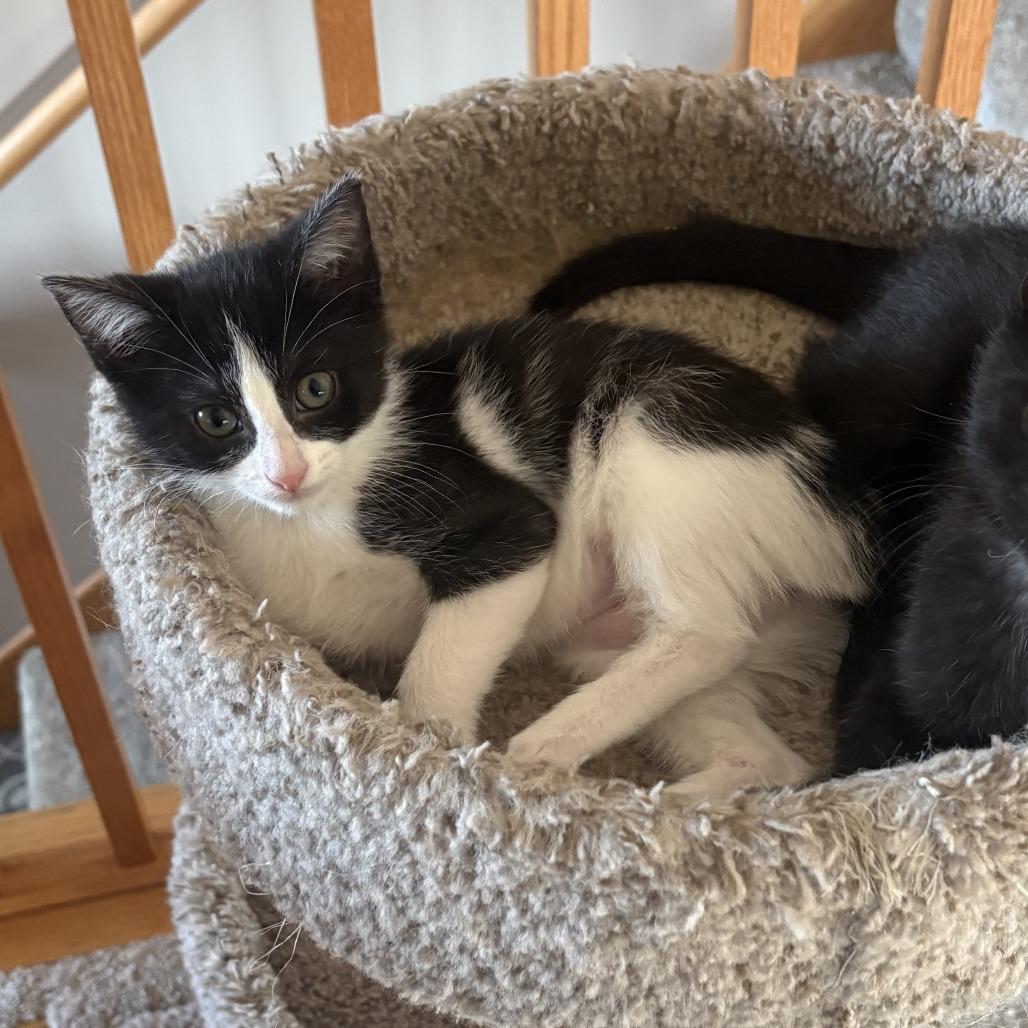 Gamora, Adoptable, Kitten Female Domestic Short Hair.