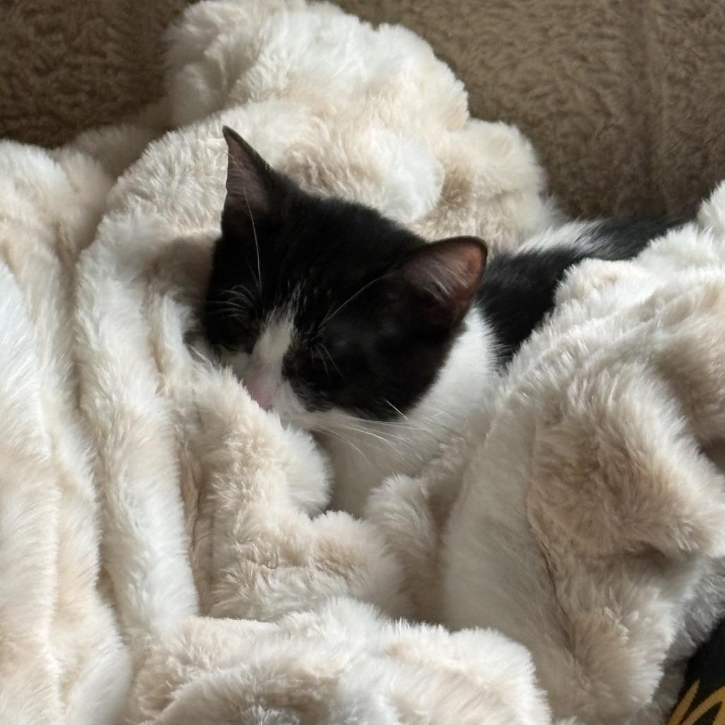 Enlarge Gamora, a Adoptable Domestic Short Hair in Chaska, MN image 2/6