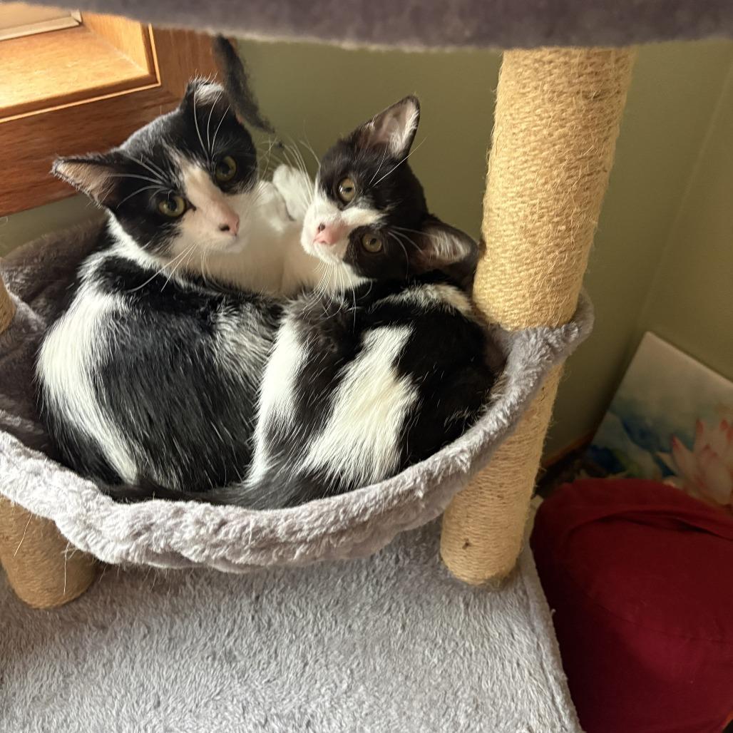 Enlarge Gamora, a Adoptable Domestic Short Hair in Chaska, MN image 3/6