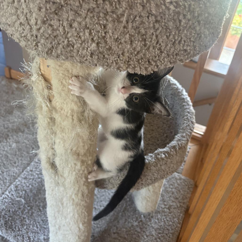Enlarge Gamora, a Adoptable Domestic Short Hair in Chaska, MN image 4/4