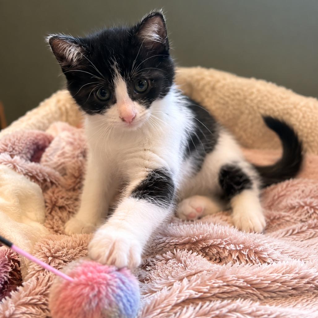 Enlarge Gamora, a Adoptable Domestic Short Hair in Chaska, MN image 6/6