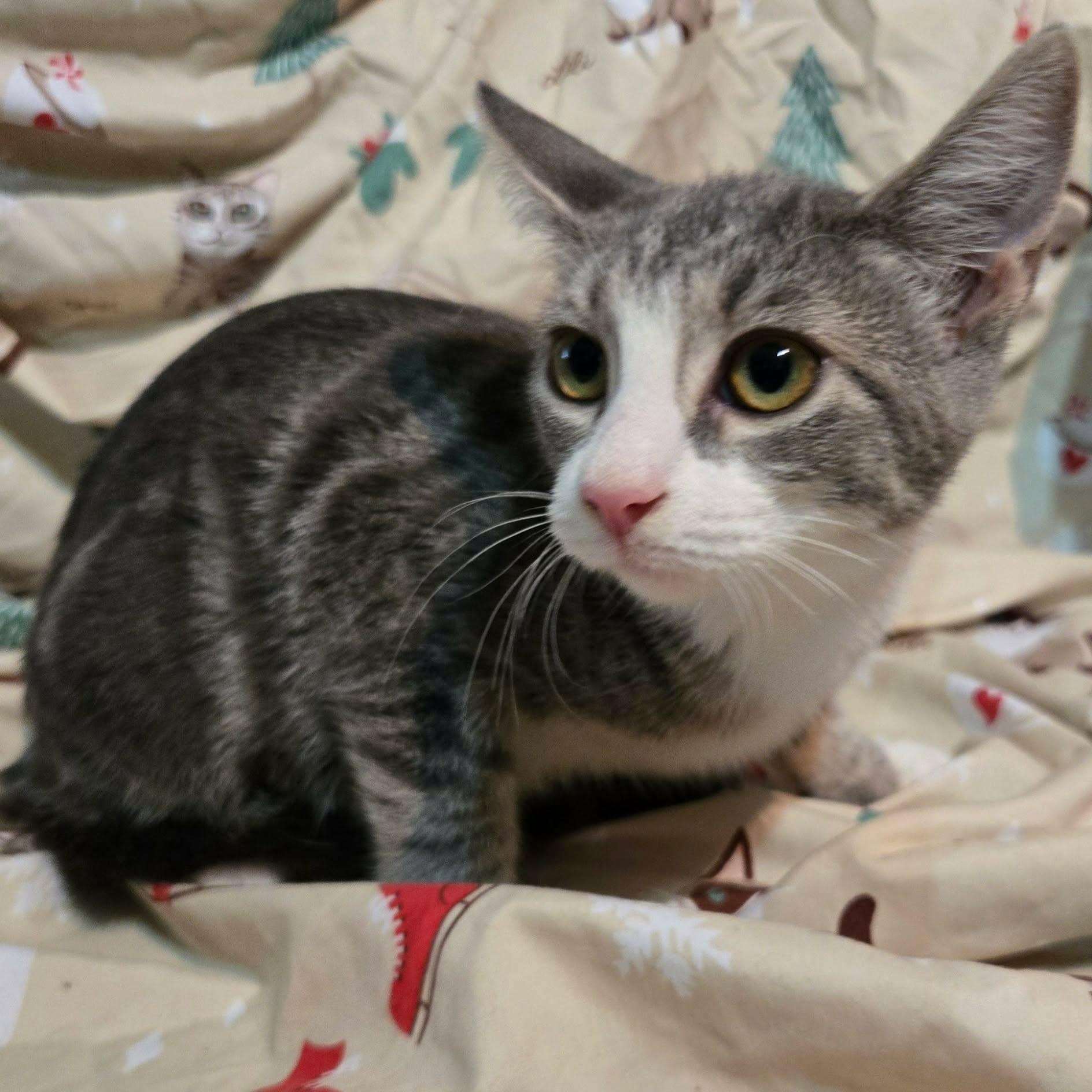 Pepper, a ADOPTABLE Domestic Short Hair in Sewell, NJ image 2/2