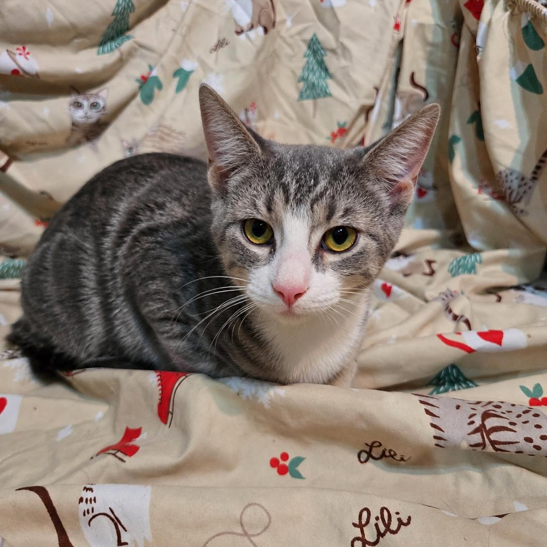 Pepper, ADOPTABLE, Kitten Female Domestic Short Hair.