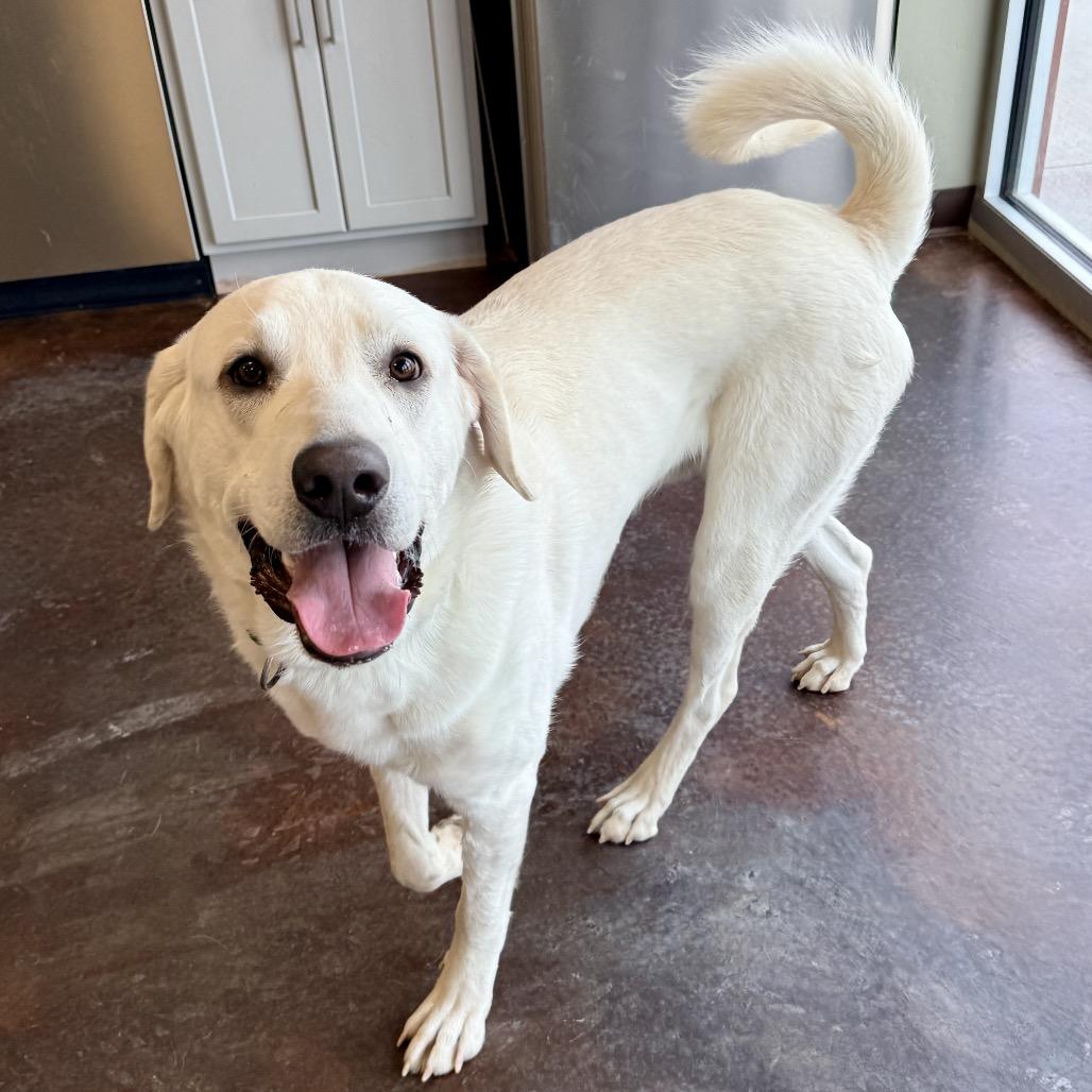 Duke, Adoptable, Young Male Labrador Retriever & Akbash.