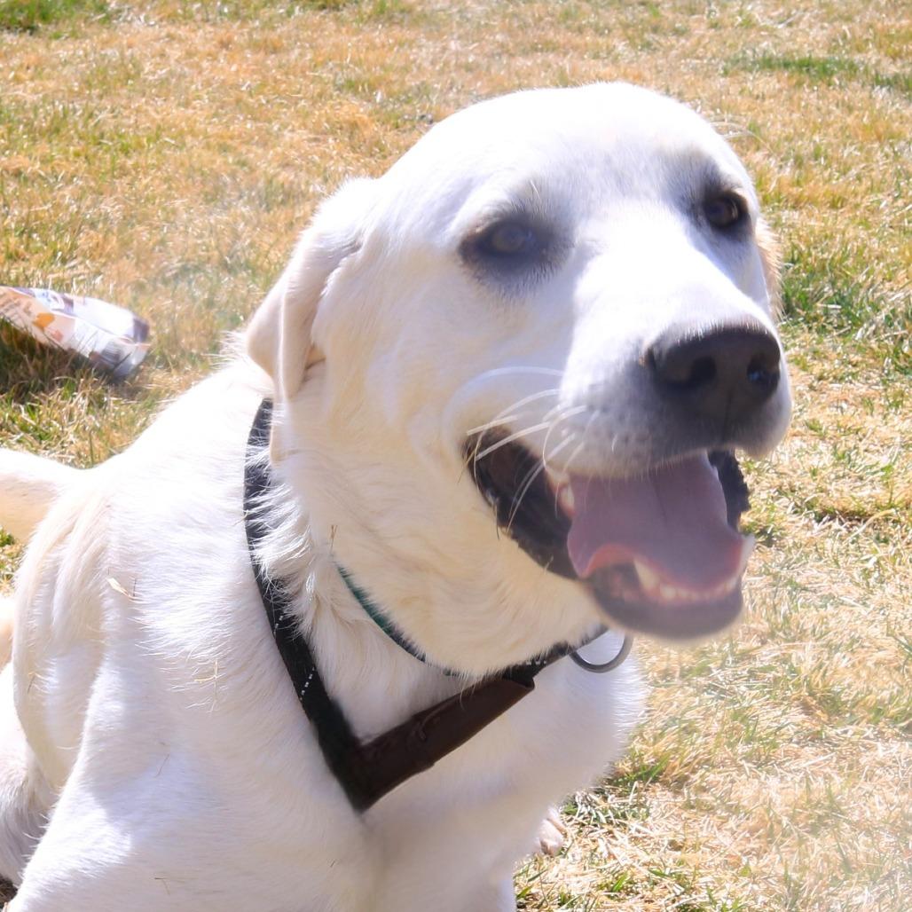 Enlarge Duke, a Adoptable mixed breed in Rifle, CO image 2/6