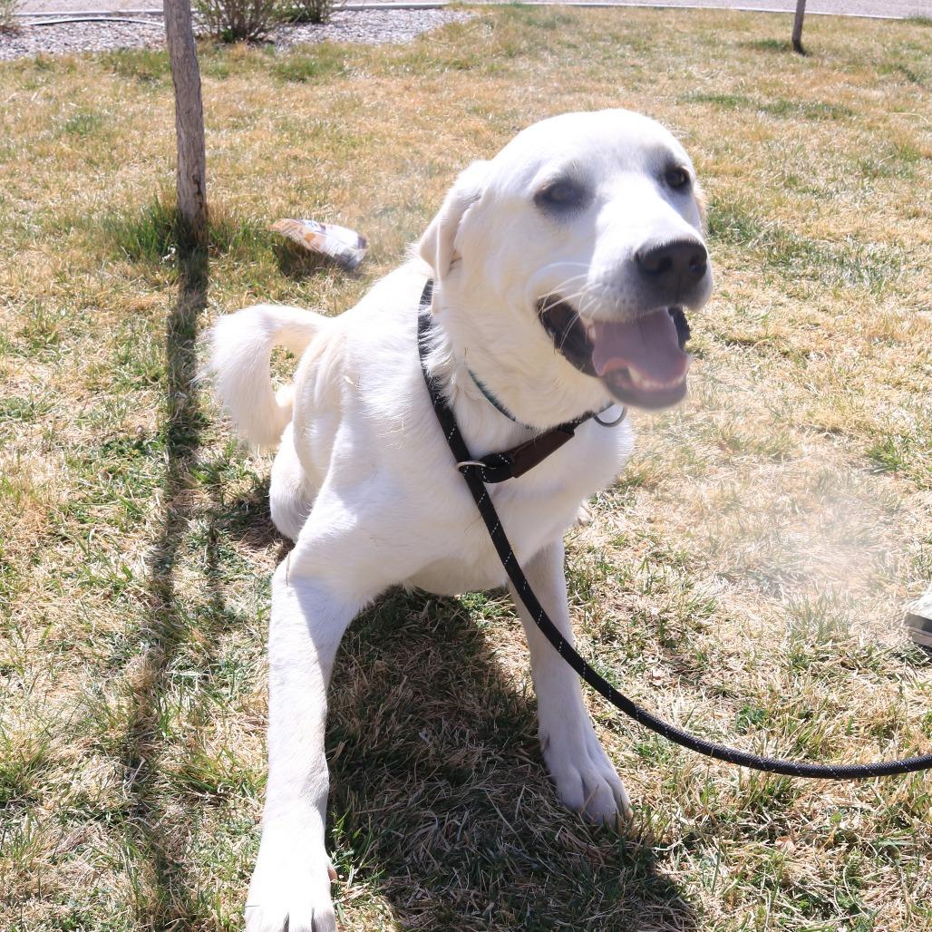 Enlarge Duke, a Adoptable mixed breed in Rifle, CO image 3/6