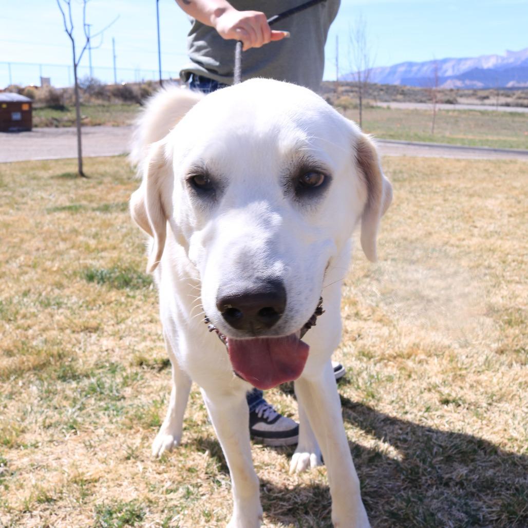 Enlarge Duke, a Adoptable mixed breed in Rifle, CO image 4/6