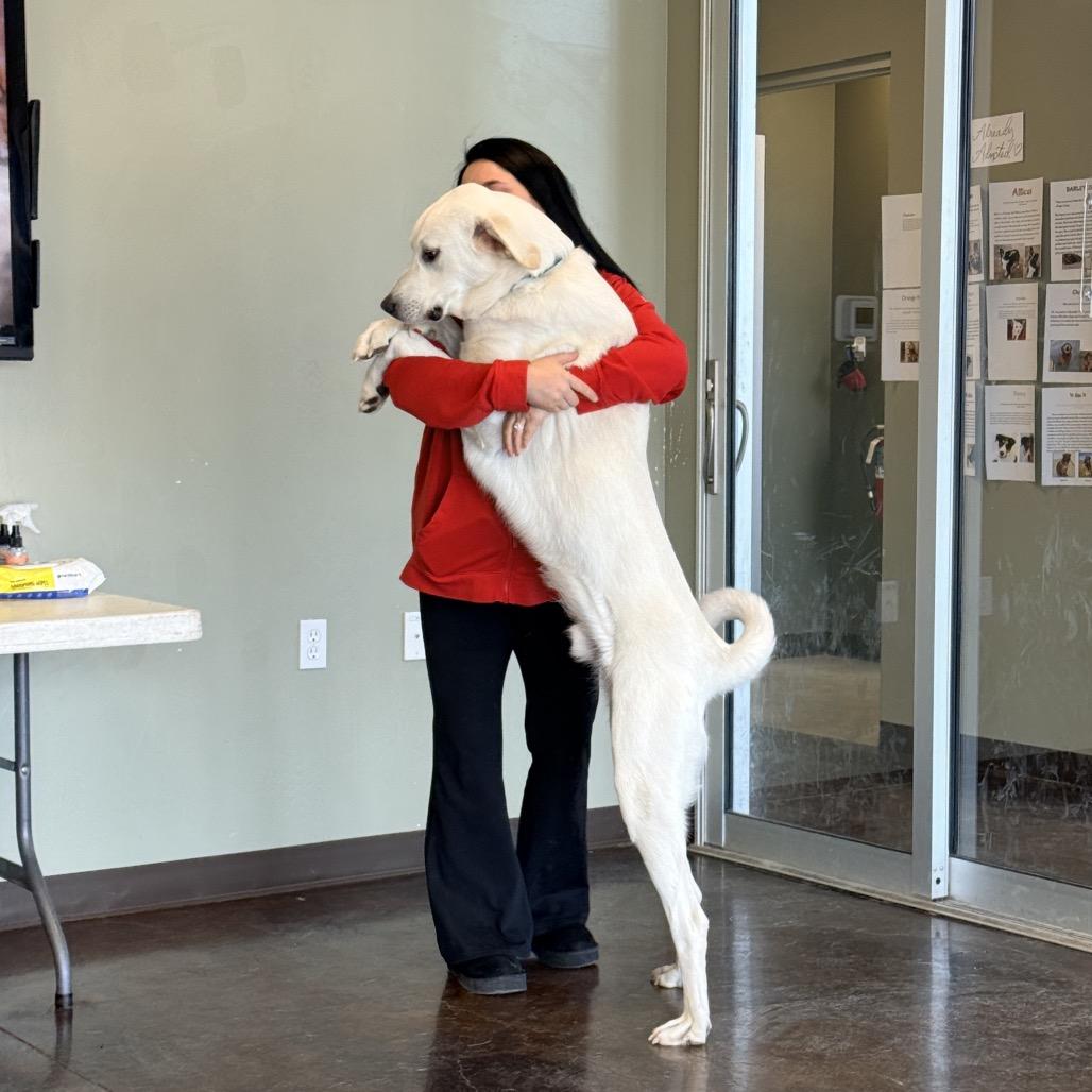 Enlarge Duke, a Adoptable mixed breed in Rifle, CO image 5/6