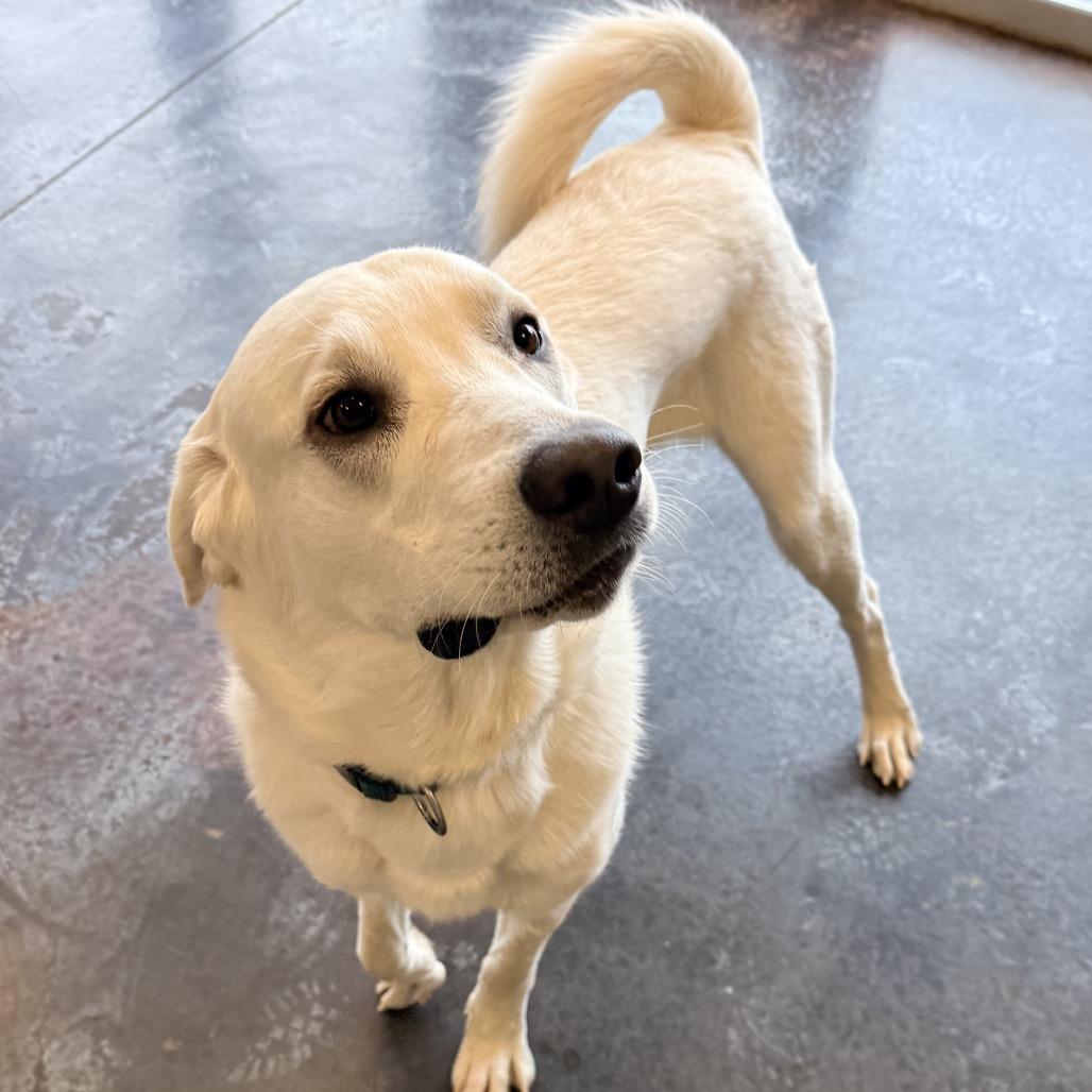 Enlarge Duke, a Adoptable mixed breed in Rifle, CO image 6/6