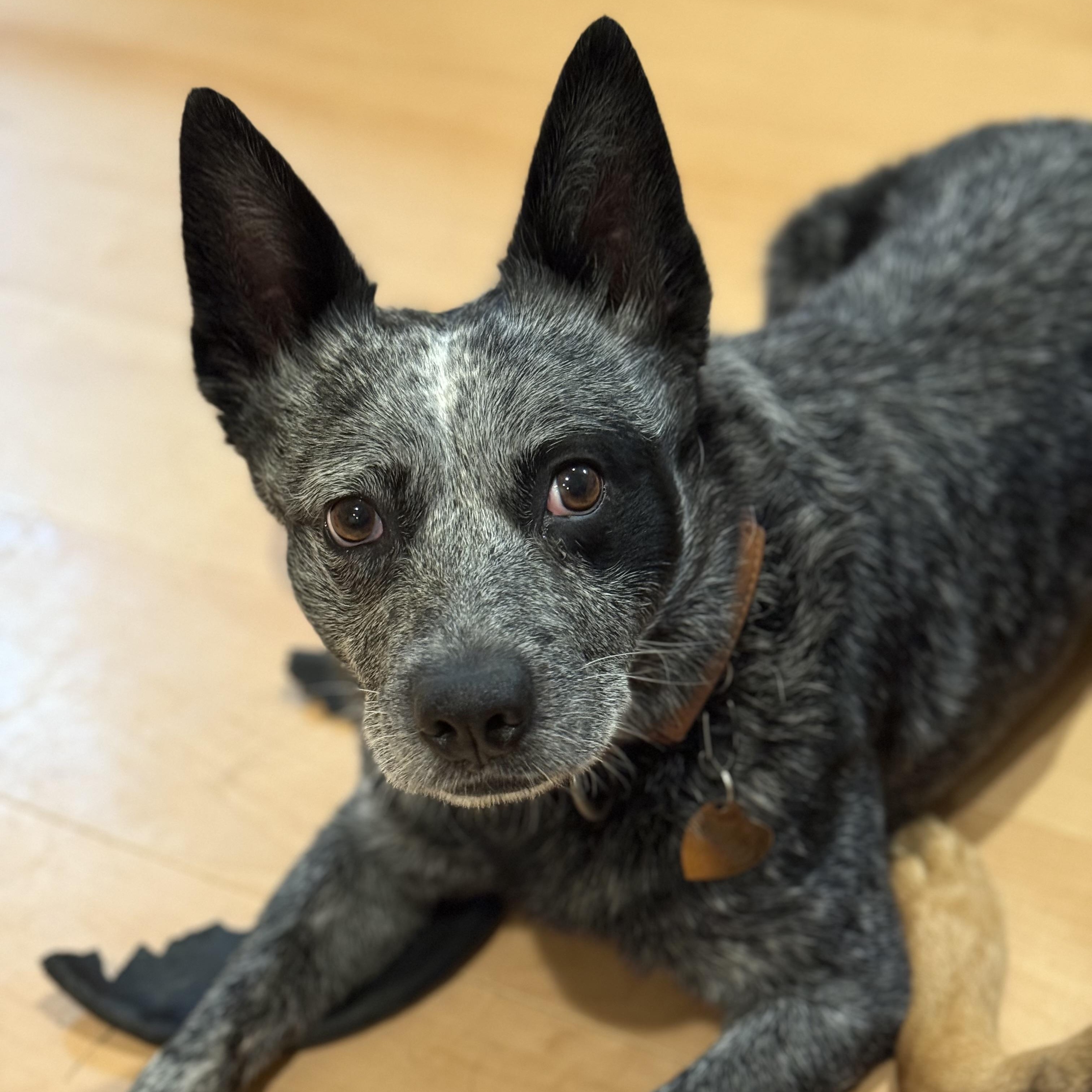 Beau, Adult Male Australian Cattle Dog / Blue Heeler