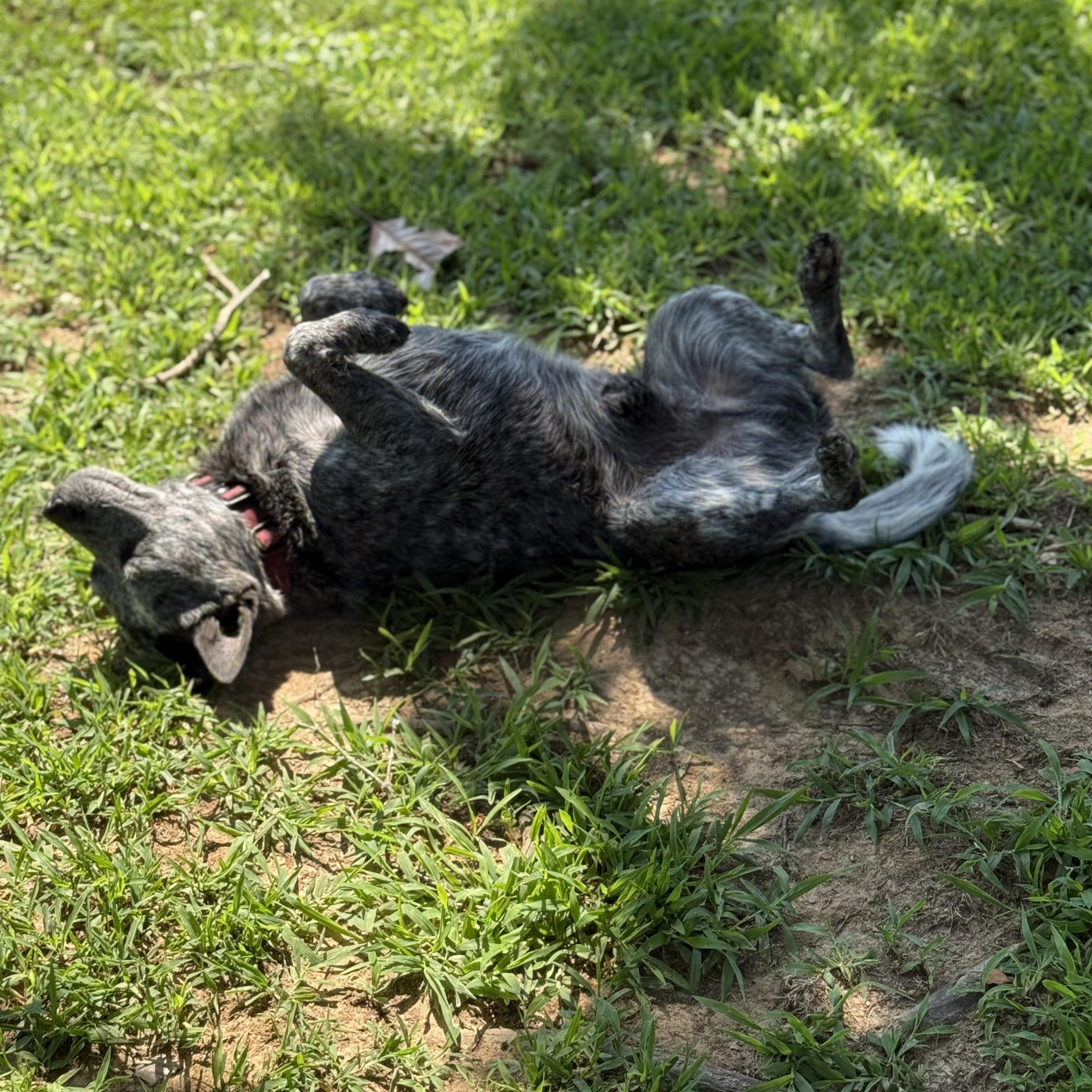 Enlarge Beau, a Adopted Australian Cattle Dog / Blue Heeler in Folkston, GA image 2/5