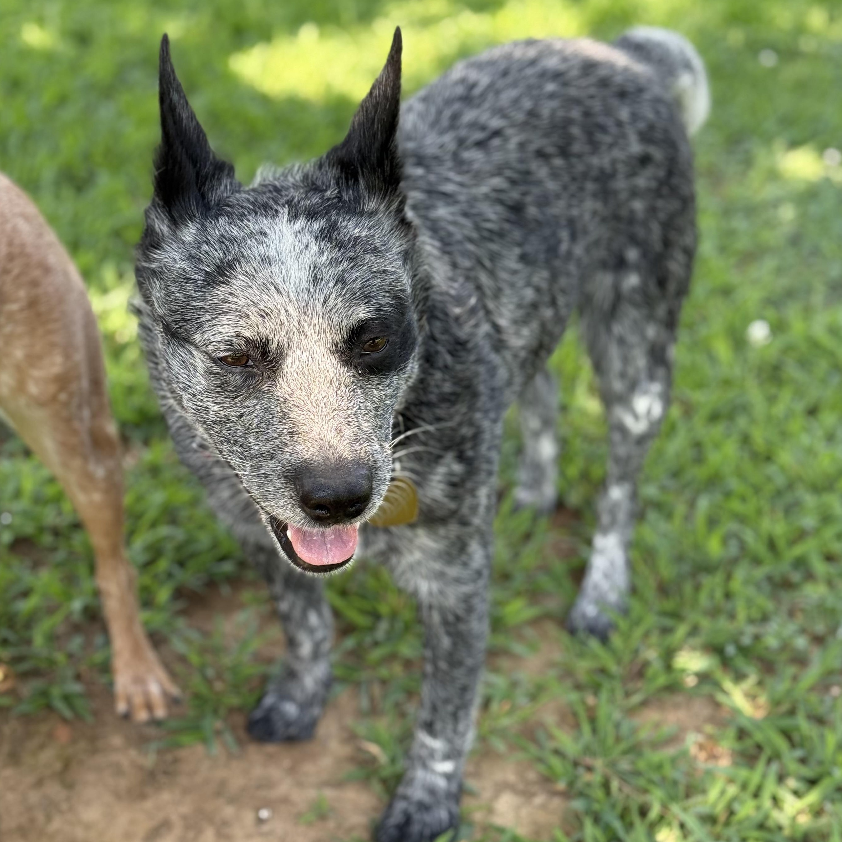 Enlarge Beau, a Adopted Australian Cattle Dog / Blue Heeler in Folkston, GA image 3/5