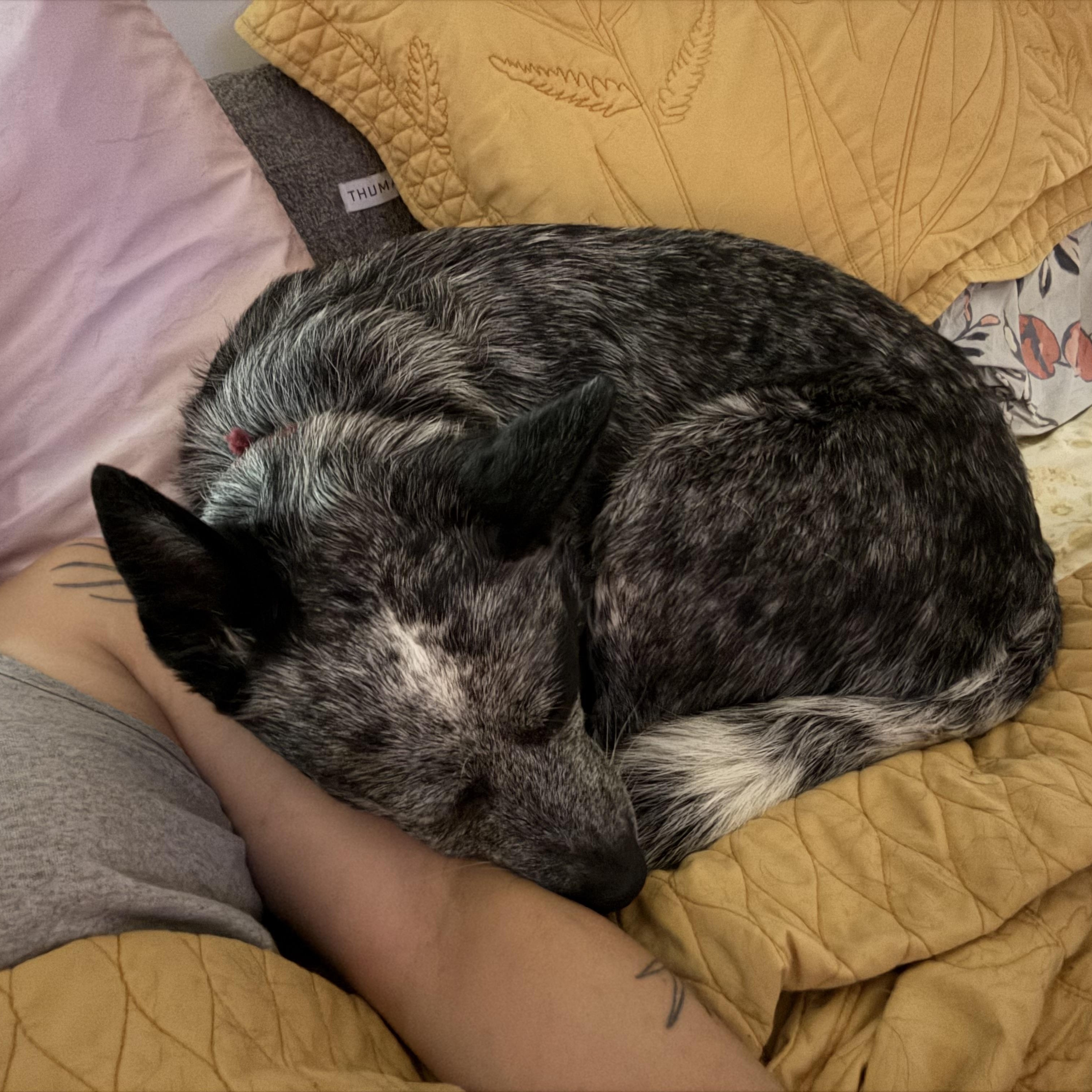 Enlarge Beau, a Adopted Australian Cattle Dog / Blue Heeler in Folkston, GA image 4/5