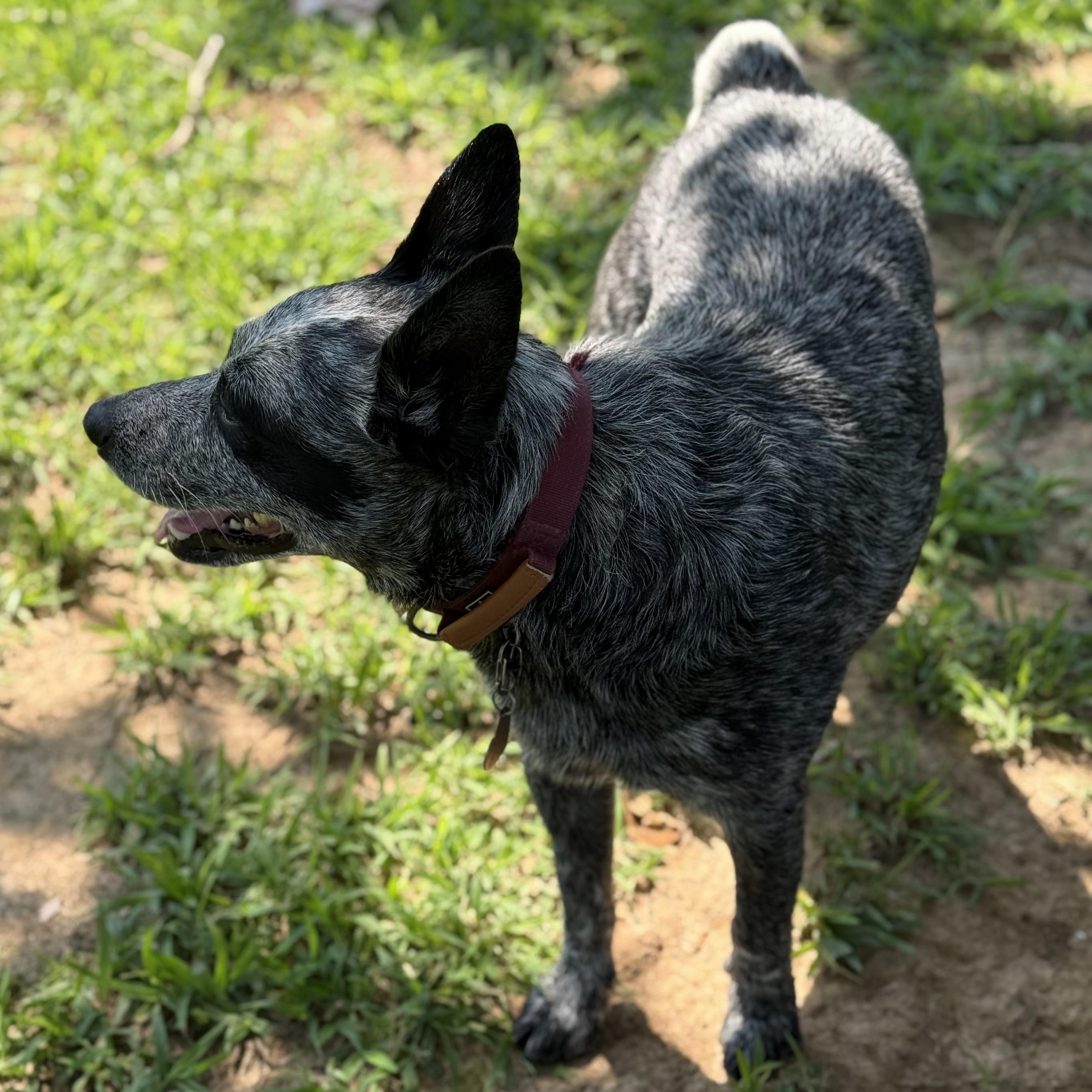 Enlarge Beau, a Adopted Australian Cattle Dog / Blue Heeler in Folkston, GA image 5/5