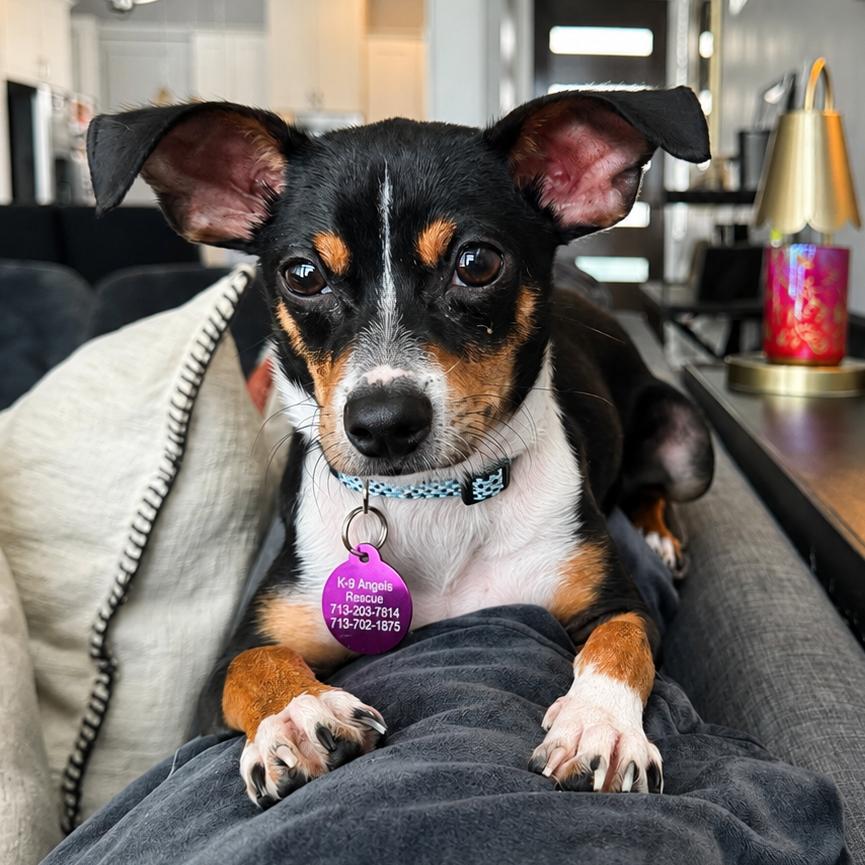 Winnie, Adoptable, Puppy Female Rat Terrier & Mixed Breed.