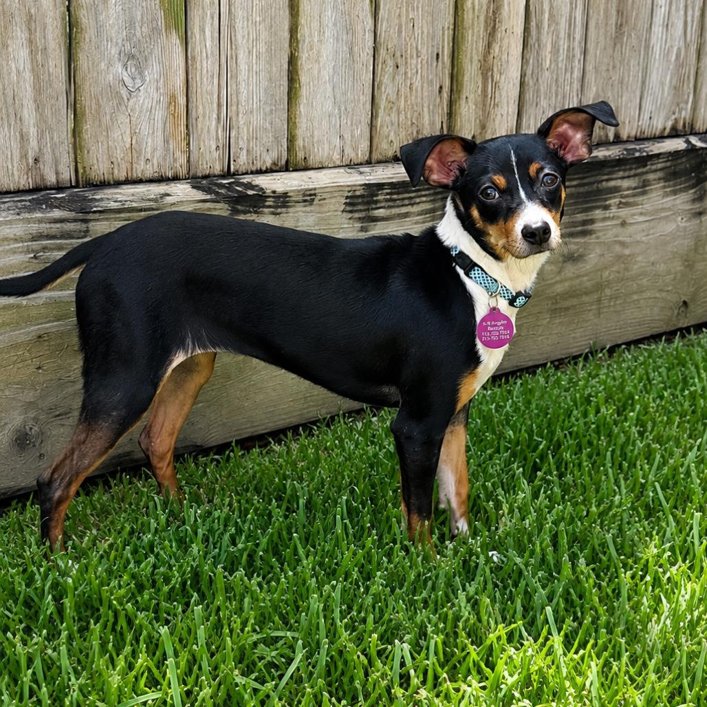 Winnie, a Adoptable mixed breed in Houston, TX image 2/6