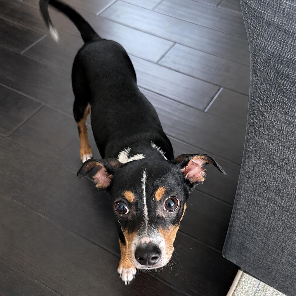 Winnie, a Adoptable mixed breed in Houston, TX image 3/6