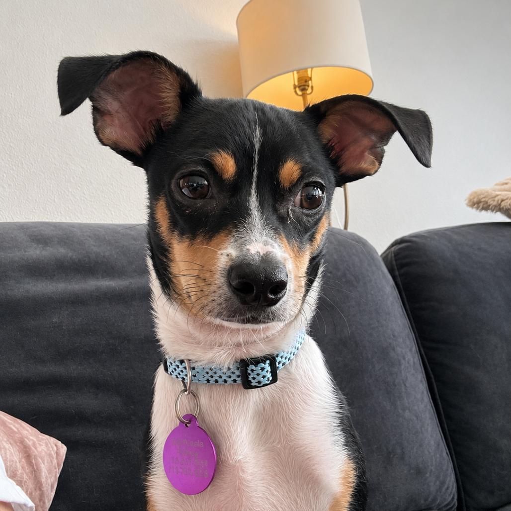 Winnie, a Adoptable mixed breed in Houston, TX image 6/6