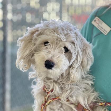 Enlarge Rudo, an adopted mixed breed in Sacramento, CA image 1/1
