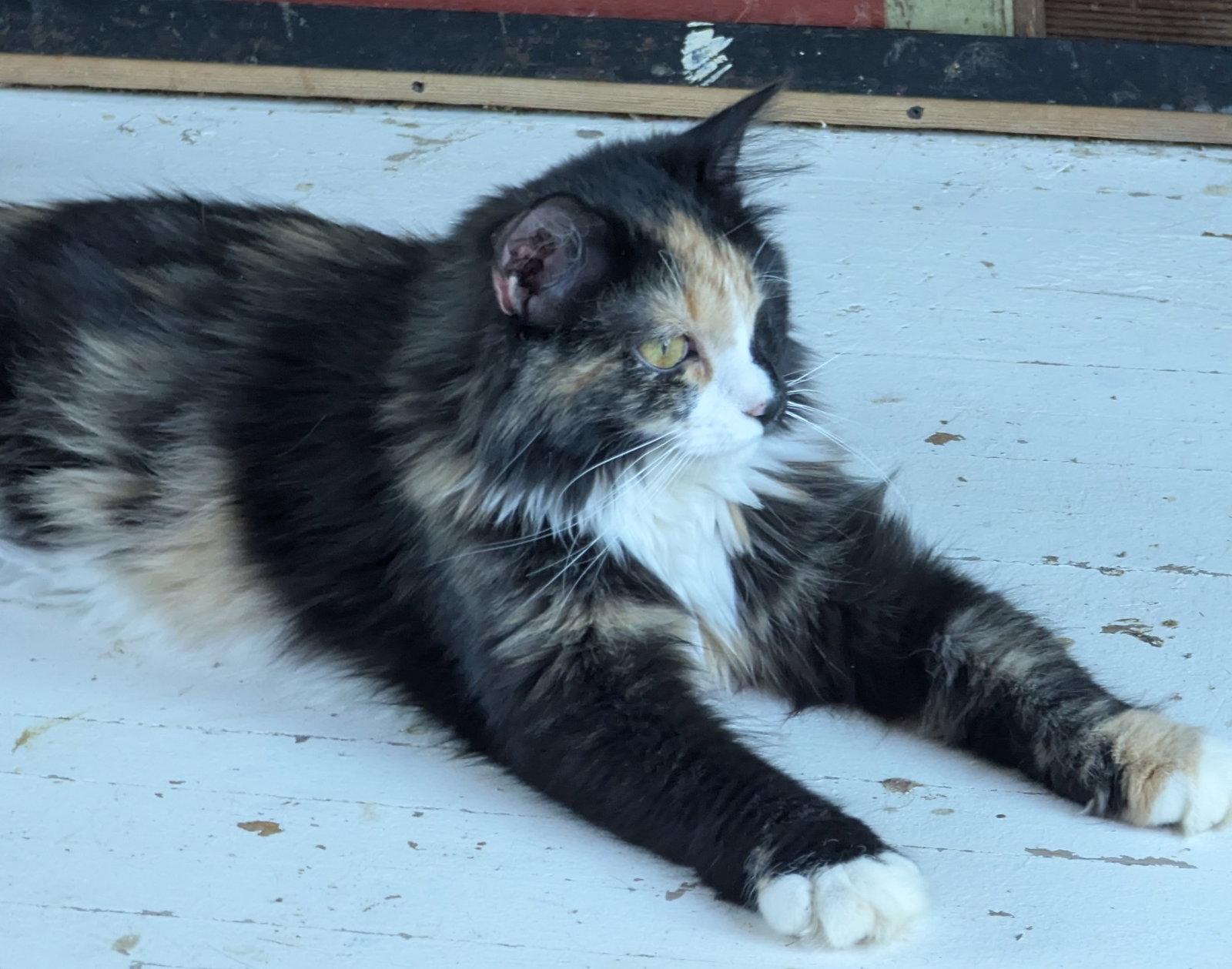 Massie, Adoptable, Young Female Calico.