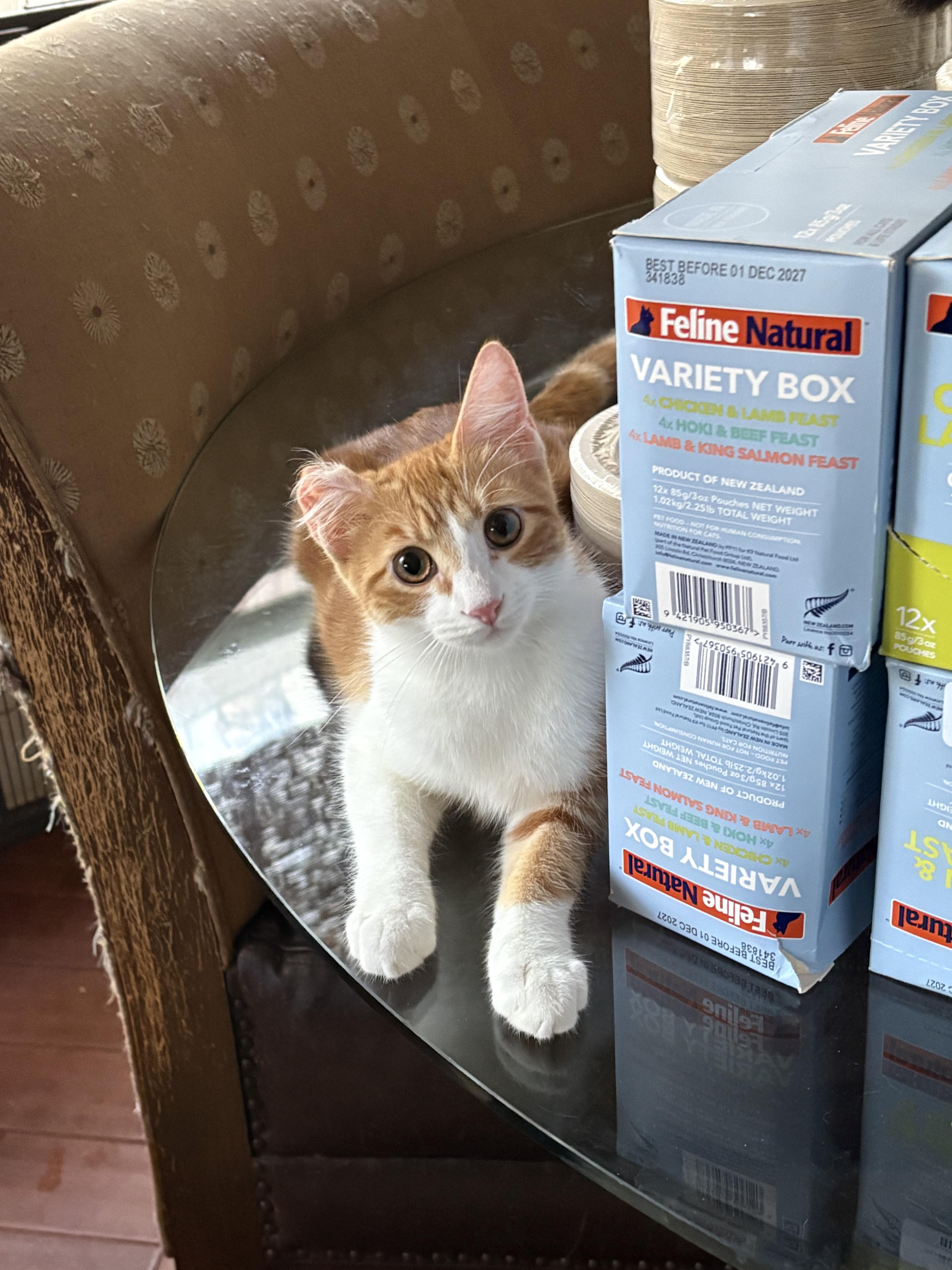 Biscuit, Adoptable, Young Male American Shorthair.