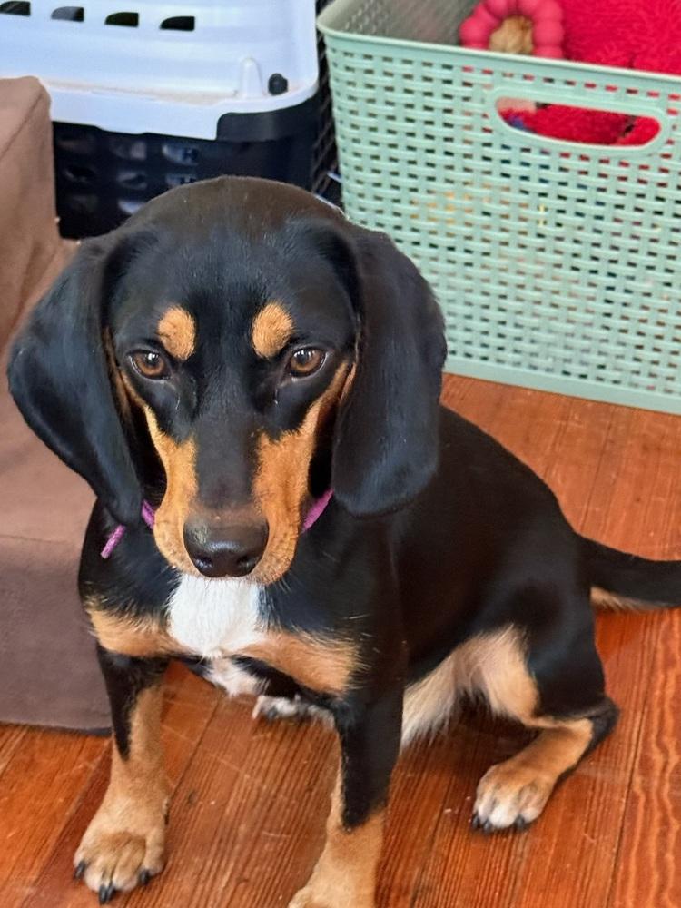 Maybelle thumbnail 3