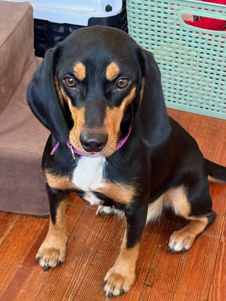 Maybelle thumbnail 4