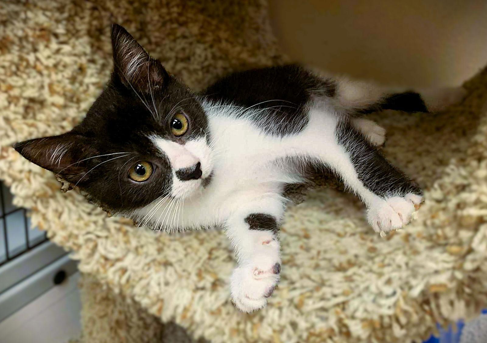 Kitten Valley, Adopted, Kitten Male Domestic Short Hair.